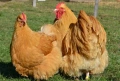 Продавам жълт Орпингтон., снимка 15