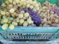 Продавам грозде букет - 0,75 евро/кг, снимка 1