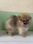 Померан момиче с Родословие FCI, снимка 1