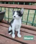 Три котенца сирачета търсят домове, снимка 4