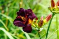 Цветя Хемерокалис – разсад за пролетно засаждане, снимка 6