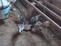Кокошки и петлета златен/сребърен Зибрайт, снимка 1
