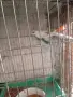 диамантени Гугутки , снимка 2