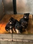 Продавам Немски Овчарки, снимка 3