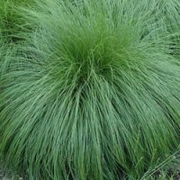 Карекс - Декоративна трева, снимка 3 - Градински цветя и растения - 40887333
