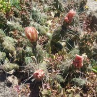 Няколко вида студоустойчиви кактуси и сукуленти, снимка 15 - Градински цветя и растения - 37368313