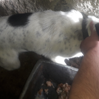 Продавам куче породата му е между Джак ръсел и Ratonero Bodeguero Andaluz- Рат Териер, снимка 4 - Джак ръсел териер - 44760554