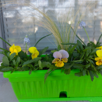 Пролетни цветя в сандъче, снимка 4 - Градински цветя и растения - 44913354
