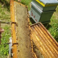 Пчелен мед - 2023 г., снимка 4 - Пчелни продукти - 41482951
