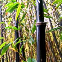Бамбук Черен  (Phyllostachys nigra), снимка 2 - Стайни растения - 34128329