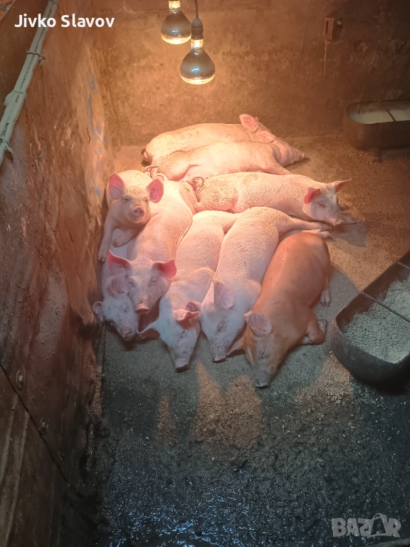 Prodavam malki prasenca, снимка 1