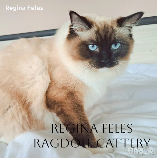 Рагдол женска котка от лицензиран развъдник с родословие / Ragdoll cats / Регдол коте, снимка 1