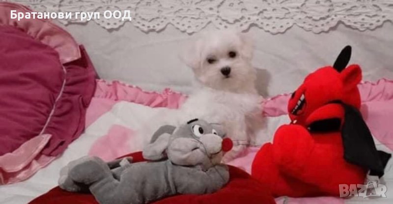 Малтийска болонка с родословие, снимка 1