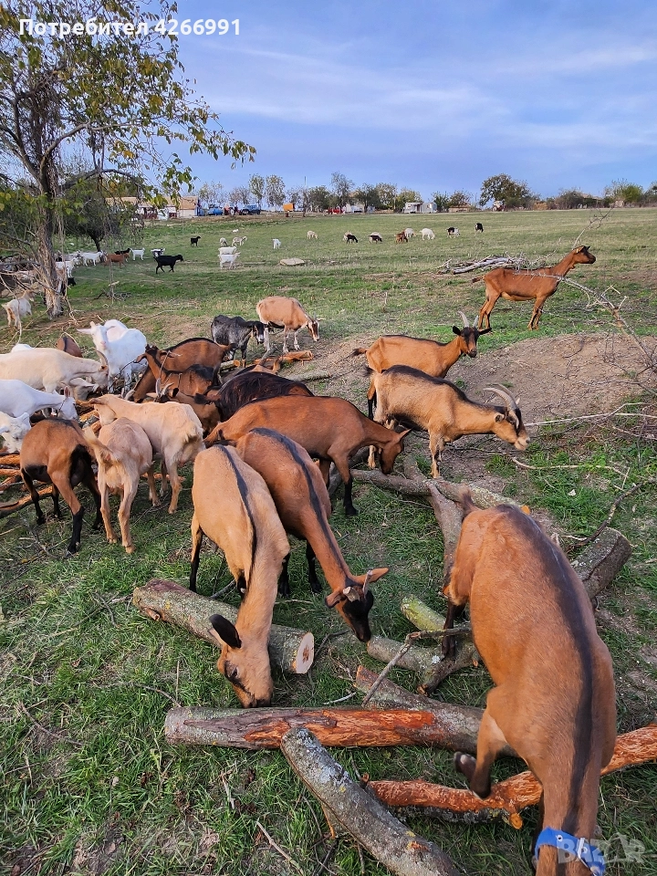КОЗИ.МЛЕЧНИ, снимка 1