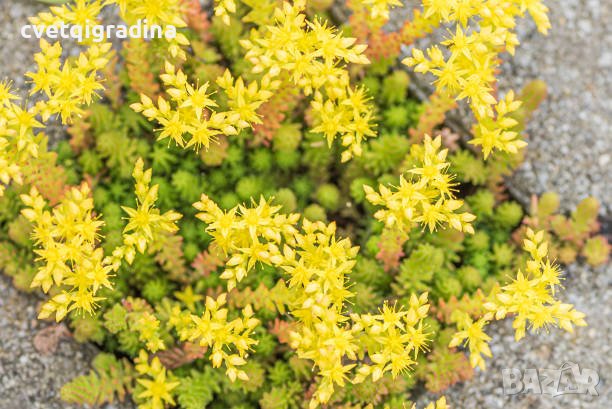 Sedum acre Aurea (Седум Златен мъх), снимка 1