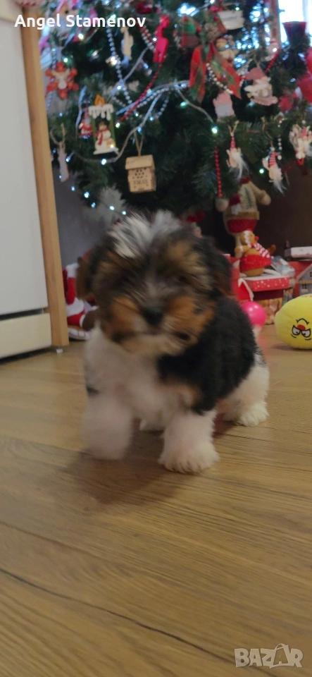 Йорки бивер териер,две момченца!, снимка 1