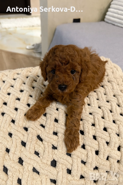 Poodle toy/Пудел той, снимка 1