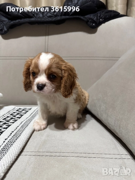 Кавалер Кинг Чарлз шпаньол, снимка 1