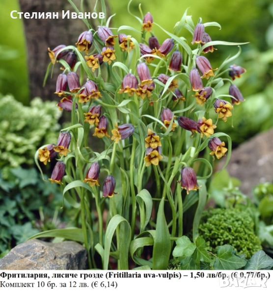 Фритилария, лисиче грозде (Fritillaria uva-vulpis) – луковици, снимка 1