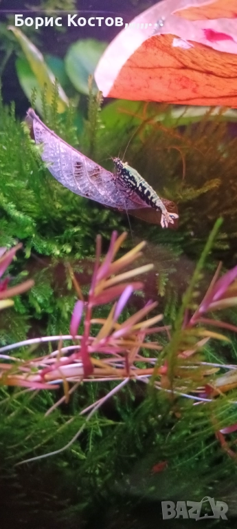 Скариди каридини и неокаридини, снимка 1