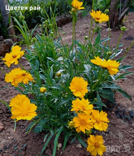 Жълт кореопсис , снимка 1