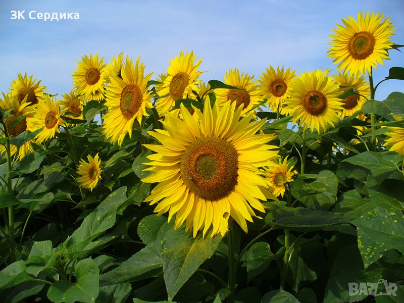 Купувам ЗЕМЕДЕЛСКА ЗЕМЯ всички землища в Община Дупница, снимка 1