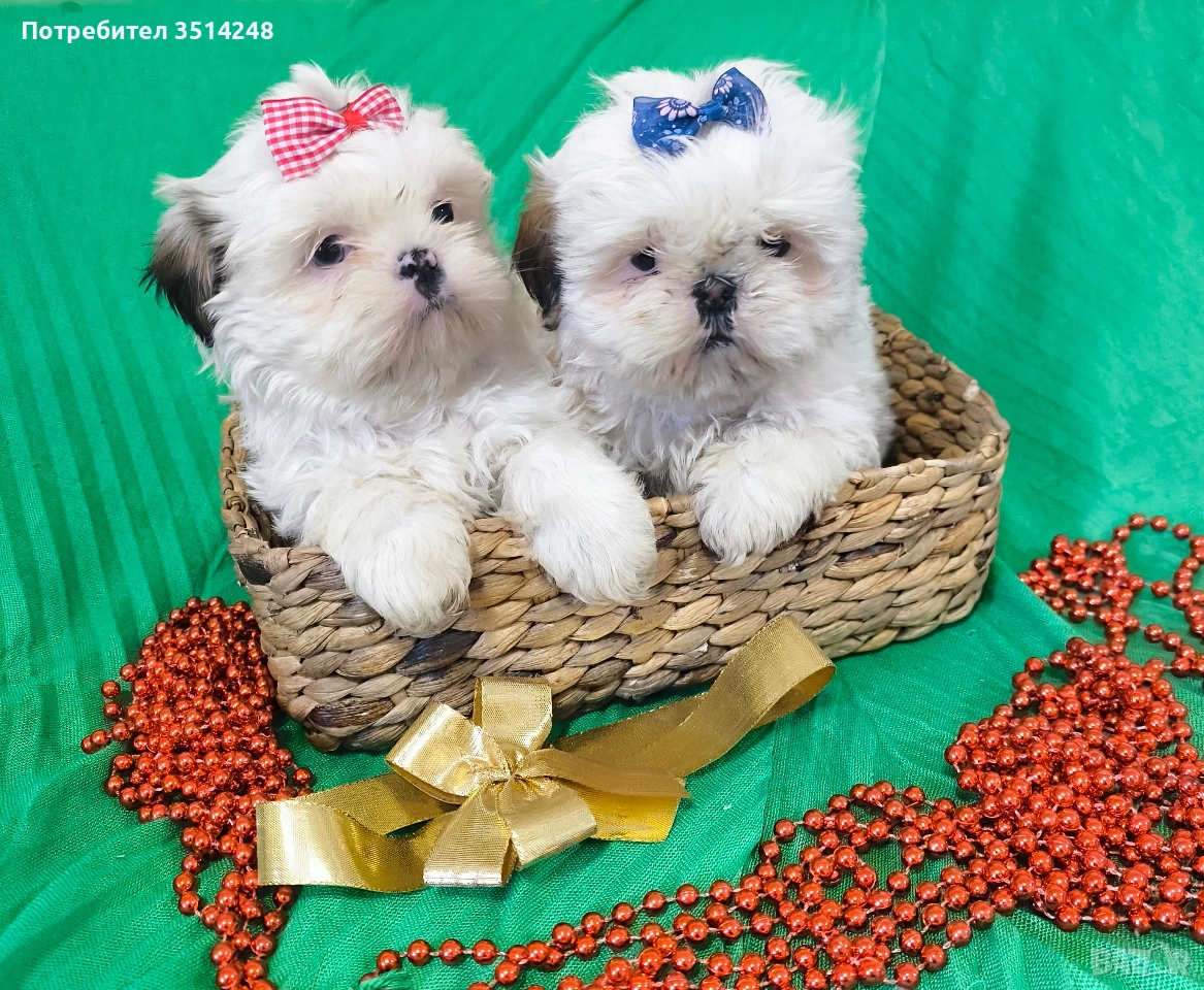 Ши тцу , снимка 1