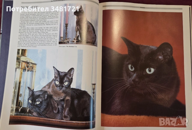 Енциклопедия на котките / The Encyclopedia of Cats, снимка 4 - Енциклопедии, справочници - 53748624