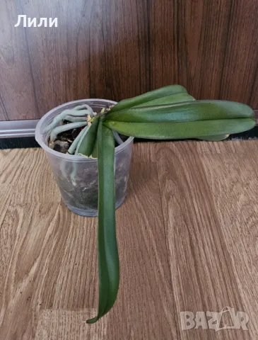 Oрхидея фаленопсис Cultivation, снимка 2 - Стайни растения - 42155394