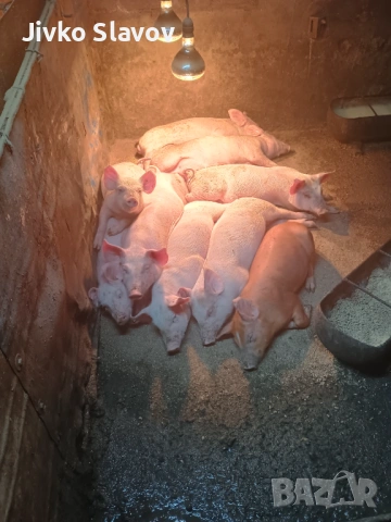 Prodavam malki prasenca