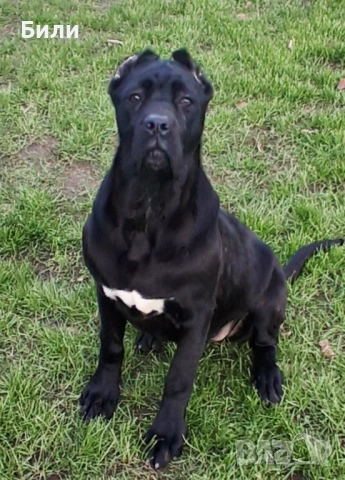 Кане Корсо , снимка 2 - Кане корсо - 53121627