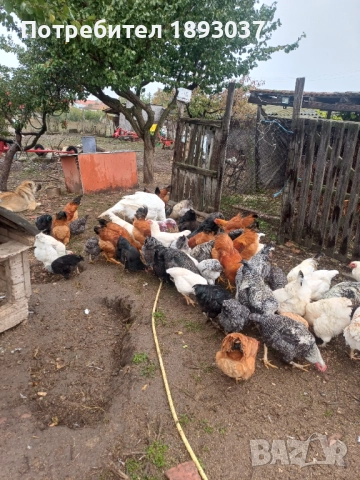 Продавам пуяци, снимка 3 - други­ - 52207566