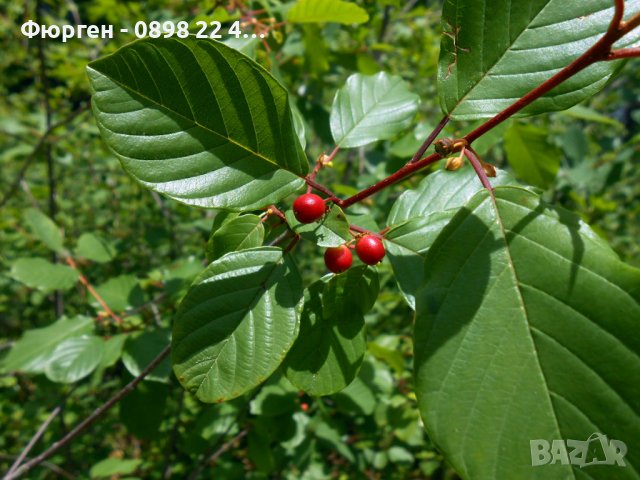 Суринамска череша - Стайна череша. Ядлива !, снимка 4 - Разсади - 38697290