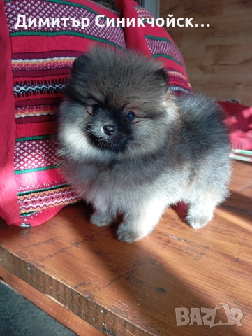 померан , снимка 6 - Померан - 53688988