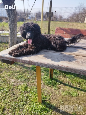 Мини пудел , снимка 12 - Пудели - 53701466