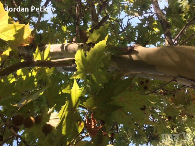 Фиданки чинар , снимка 4 - Разсади - 34021424