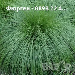 Карекс - Декоративна трева, снимка 3 - Градински цветя и растения - 40887333