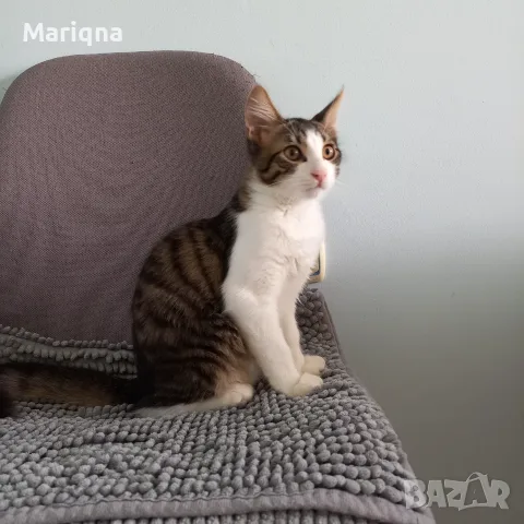 Подарявам мъжко котенце, снимка 12 - Други - 55825234