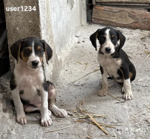 Трицветни гончета , снимка 2 - Гонче - 55791282