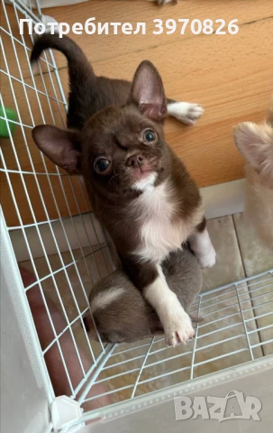 Идеално Момче Чихуахуа , снимка 7 - Чихуахуа - 50747156