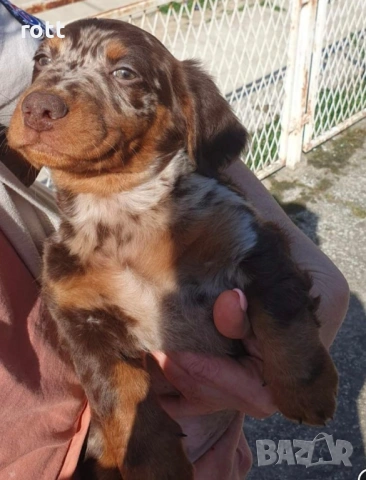 Дакел, снимка 4 - Дакели - 53868880