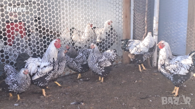 Петли Виандот , снимка 3 - Кокошки и пуйки - 52414722