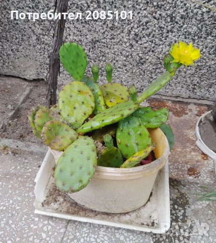 Кактуси, снимка 3 - Градински цветя и растения - 40808241