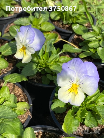 🩷🌿💛 КАСКАДНИ ТЕМЕНУЖКИ , снимка 5 - Градински цветя и растения - 51886340