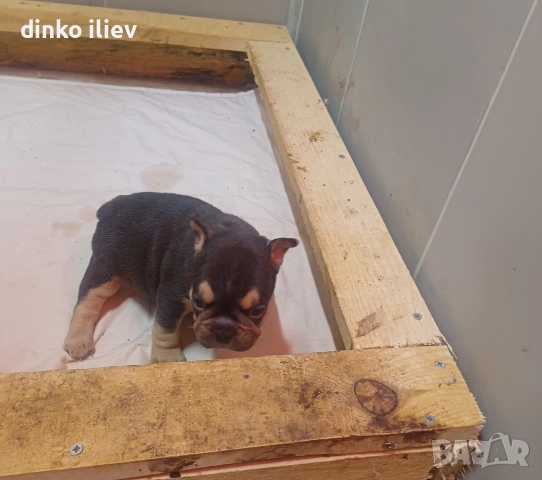малки булдочета , снимка 5 - Френски булдог - 52907796