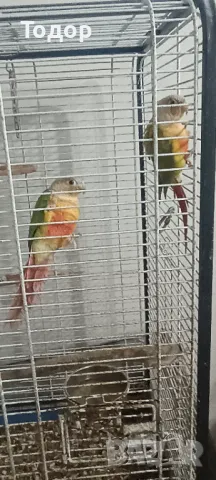 Пирури, снимка 10 - Папагали - 47197088