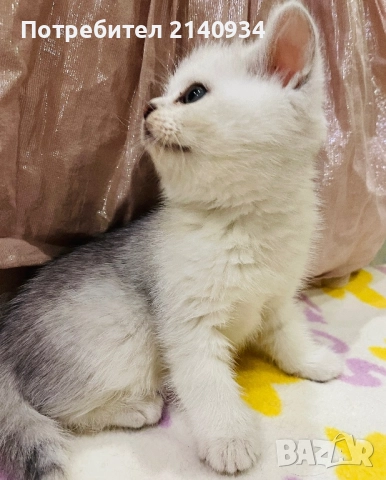 Чистокръвен британски, сръбрена чинчила. Мъжко, снимка 2 - Британска късокосместа - 52958137