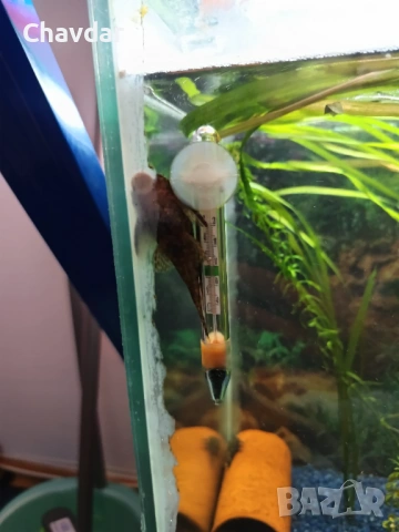 Анциструси 