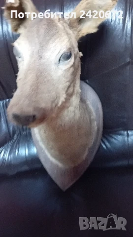 препарирана  глава  на  сърна, снимка 2 - Други ценни предмети - 51090802