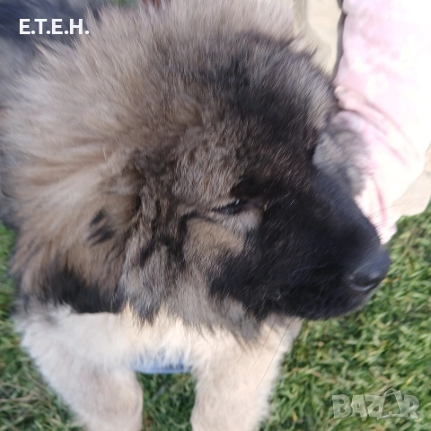 Кавказка Овчарка два месеца 650лв, снимка 5 - Кавказка овчарка - 52822686